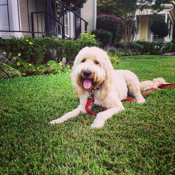 Meet your Posher, Ellie - Picture 1 of 1